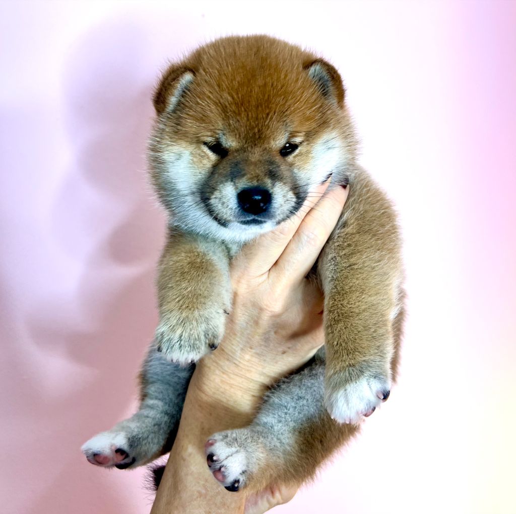 Du Royaume De Miyazaki - Chiot disponible  - Shiba